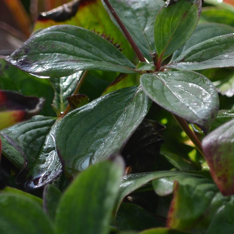 Cornus canadensis - Kruipende kornoelje (Foliage)