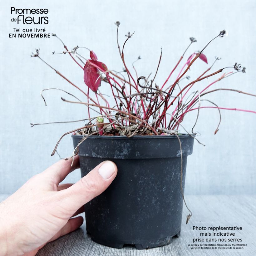 Exemplaar van Cornus canadensis - Kruipende kornoelje Pot van 2 l/3 l zoals geleverd in de herfst