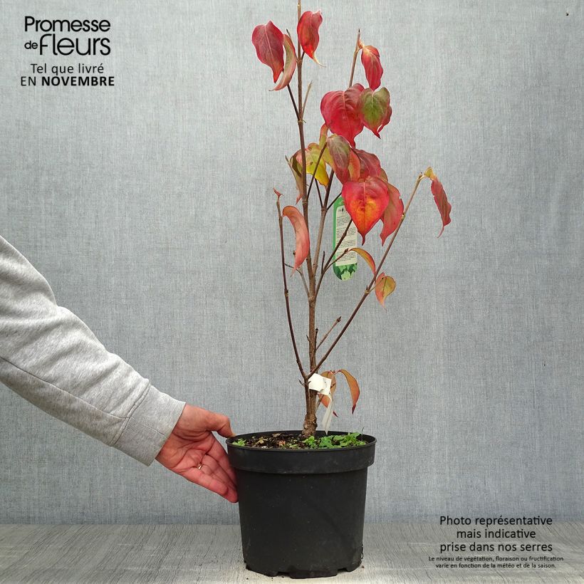 Exemplaar van Cornus kousa Schmetterling - Japanse kornoelje Pot van 4 l/5 l zoals geleverd in de herfst
