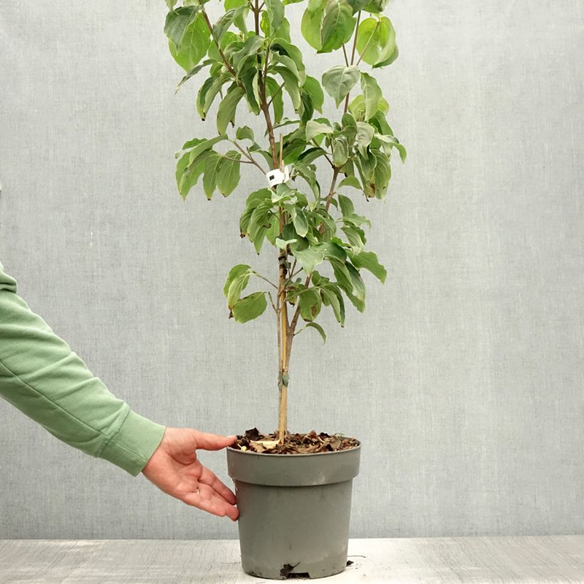 Exemplaar van Cornus kousa Schmetterling - Japanse kornoelje Pot van 4 l/5 l zoals geleverd in de zomer
