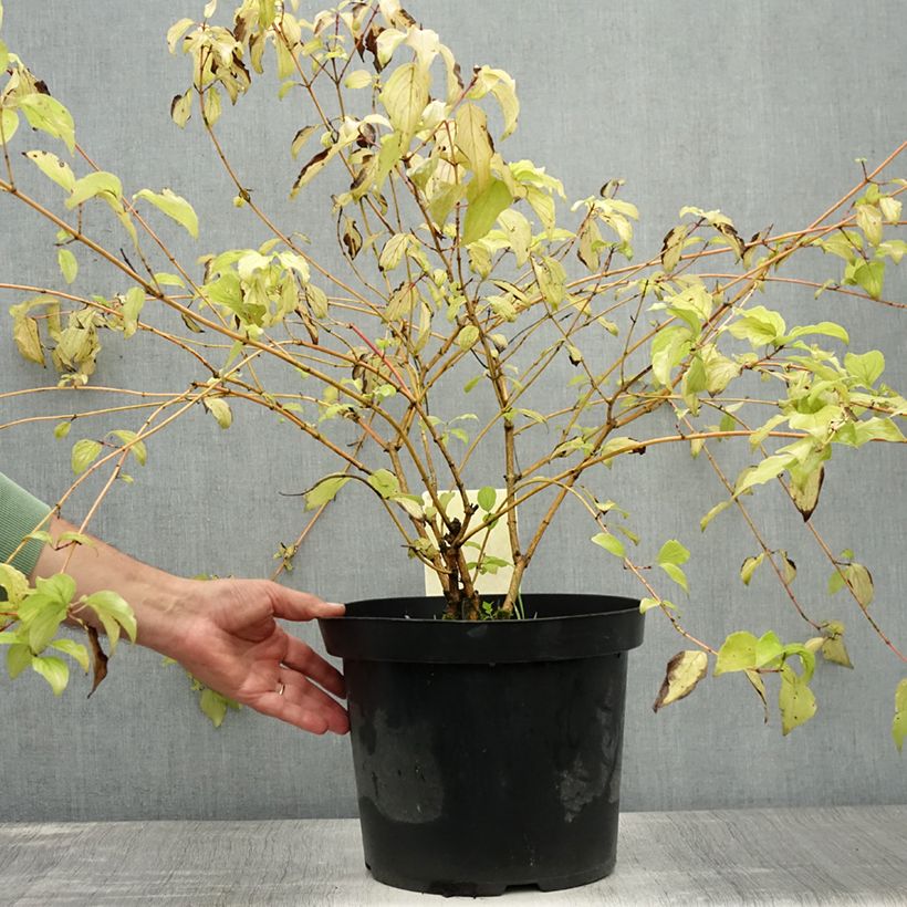 Exemplaar van Cornus sanguinea Anny's Winter Orange - Rode kornoelje Pot van 7,5 l/10 l zoals geleverd in de zomer