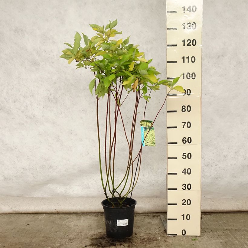 Exemplaar van Cornus alba Aurea - Witte kornoelje Pot van 7,5 l/10 l zoals geleverd in de zomer