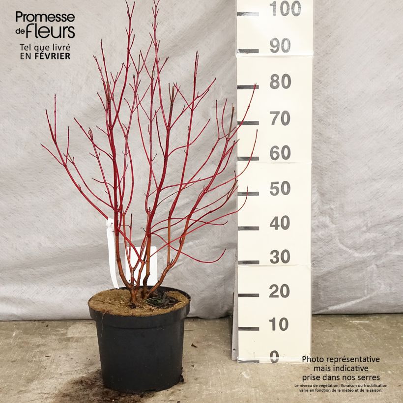 Example of Cornus alba Aurea - Cornouiller blanc Pot van 7,5 l/10 l as you get in hiver