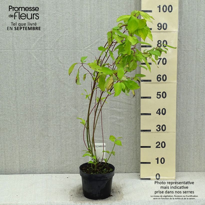 Exemplaar van Cornus alba Aurea - Witte kornoelje Pot van 2 l/3 l zoals geleverd in de zomer