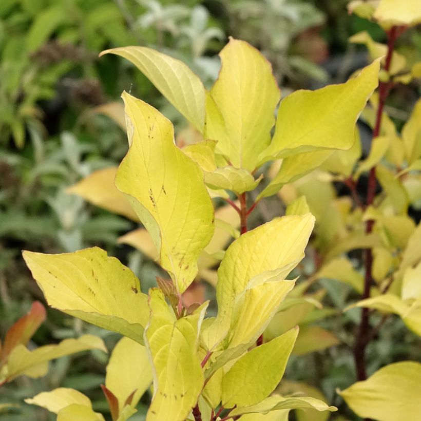 Cornus alba Aurea - Witte kornoelje (Blad)