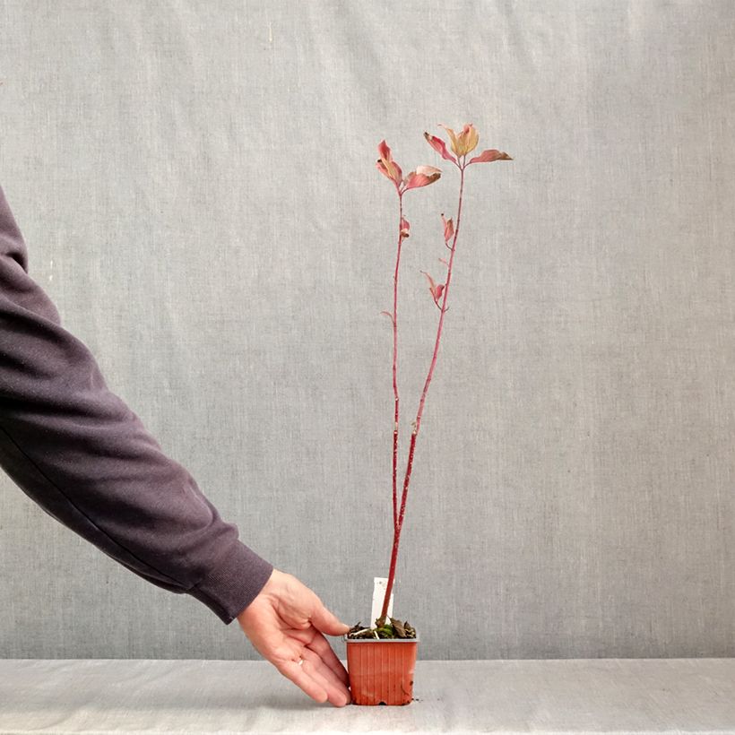 Exemplaar van Cornus alba Aurea - Witte kornoelje Kweekpotje van 8/9 cm zoals geleverd in de herfst