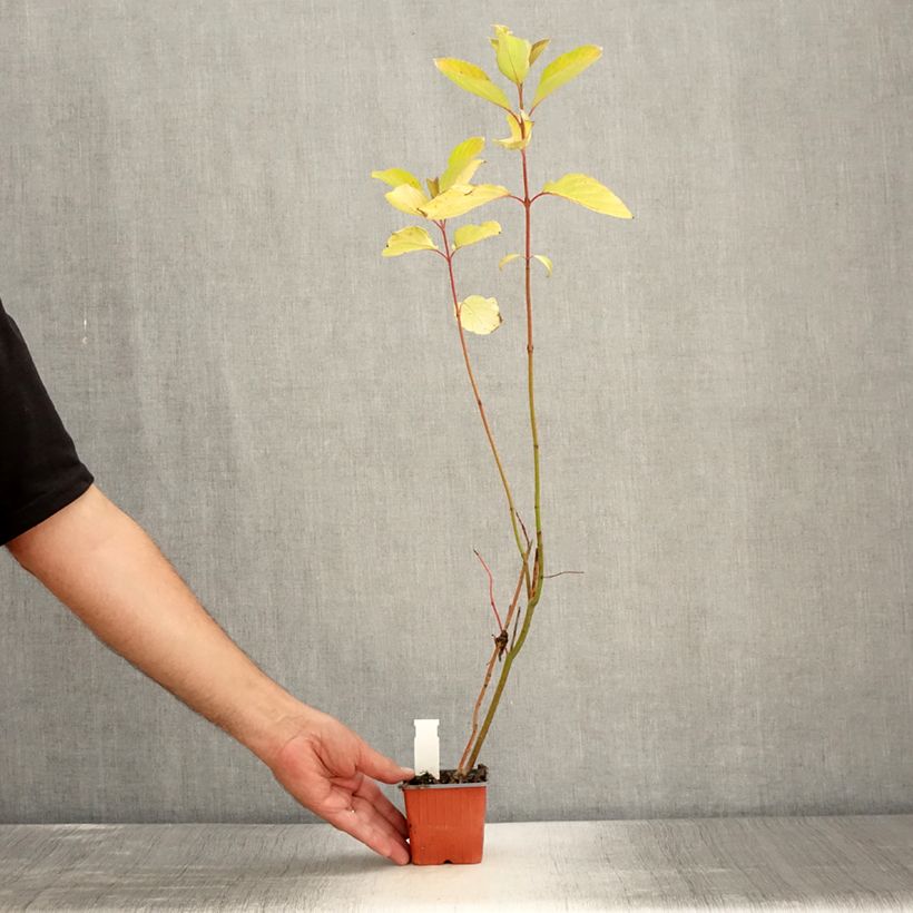 Exemplaar van Cornus alba Aurea - Witte kornoelje Kweekpotje van 8/9 cm zoals geleverd in de zomer