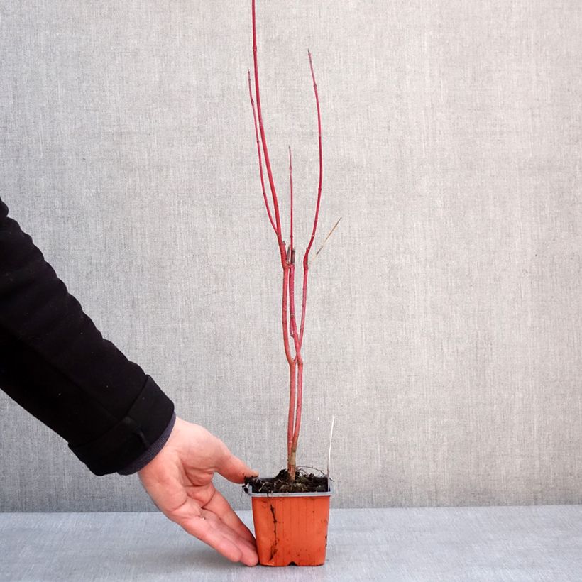 Example of Cornus alba Aurea - Cornouiller blanc Kweekpotje van 8/9 cm as you get in hiver