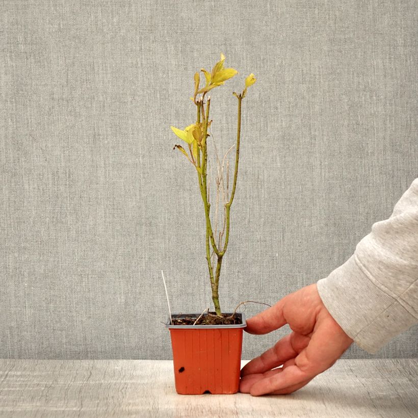 Exemplaar van Cornus alba Aurea - Witte kornoelje Kweekpotje van 8/9 cm zoals geleverd in de lente