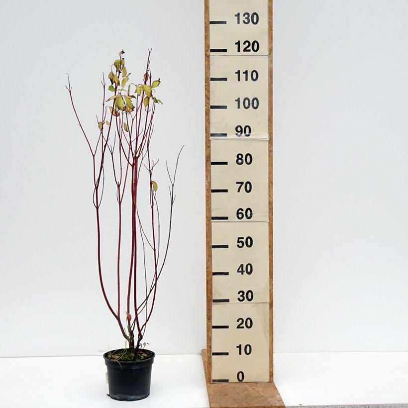 Exemplaar van Cornus alba Aurea - Witte kornoelje Pot van 2 l/3 l zoals geleverd in de herfst