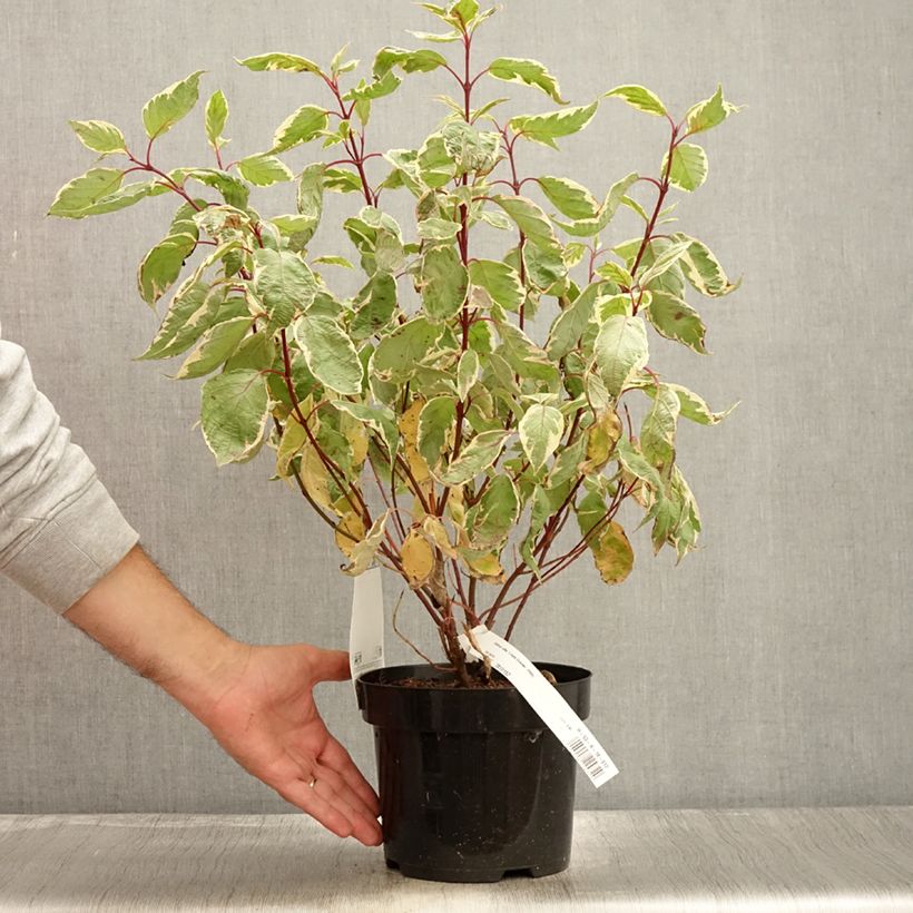 Exemplaar van Cornus alba Cream Cracker - Witte kornoelje Pot van 2 l/3 l zoals geleverd in de herfst