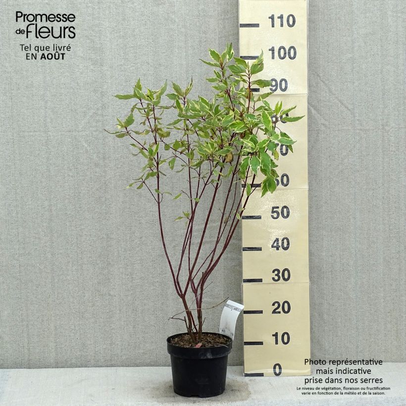 Exemplaar van Cornus alba Cream Cracker - Witte kornoelje Pot van 2 l/3 l zoals geleverd in de zomer