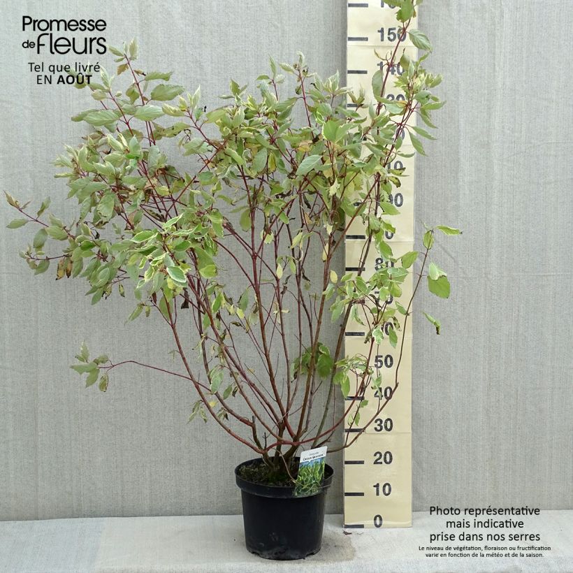 Exemplaar van Cornus alba Cream Cracker - Witte kornoelje Pot van 7,5 l/10 l zoals geleverd in de zomer