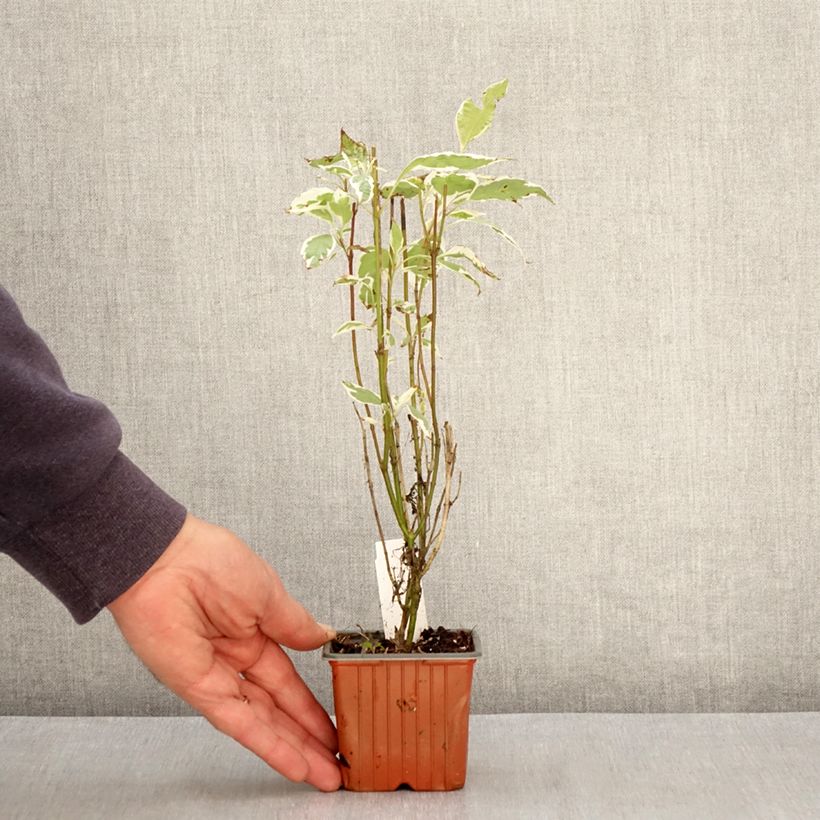 Exemplaar van Cornus alba Elegantissima - Witte kornoelje Kweekpotje van 8/9 cm zoals geleverd in de lente
