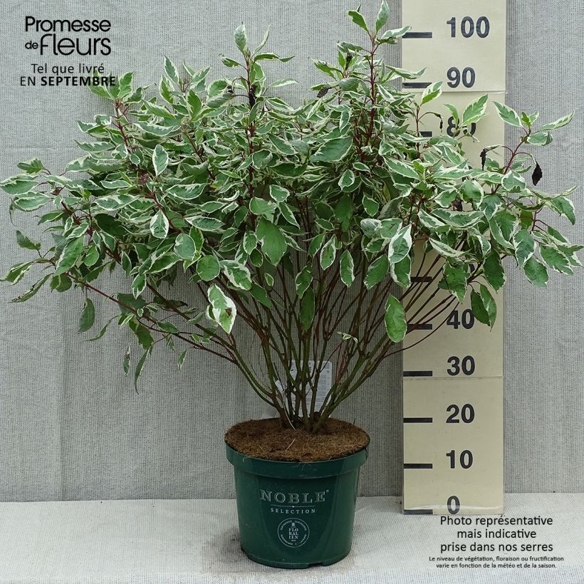 Exemplaar van Cornus alba Ivory Halo - Witte kornoelje Pot van 7,5 l/10 l zoals geleverd in de zomer