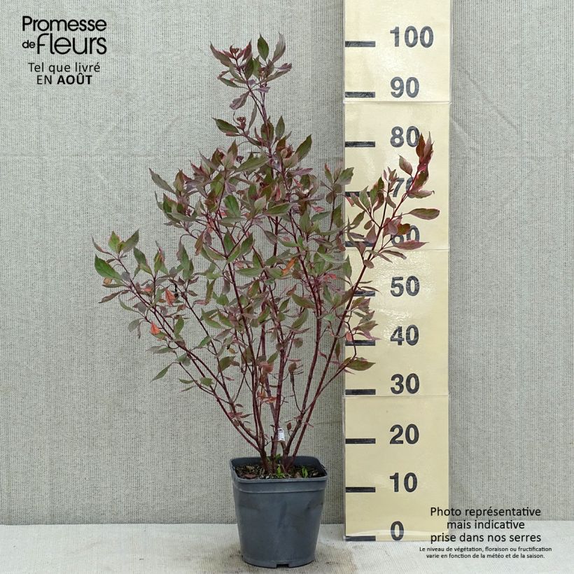 Exemplaar van Cornus alba Miracle - Witte kornoelje Pot van 3 l/4 l zoals geleverd in de zomer