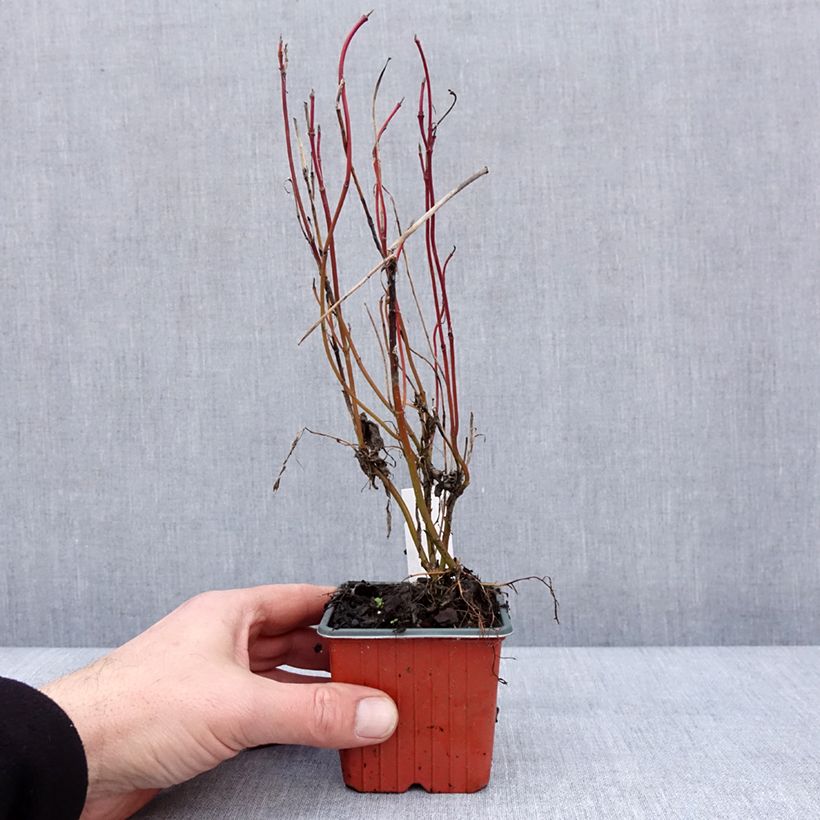 Example of Cornus alba Neon Burst - Cornouiller blanc Kweekpotje van 8/9 cm as you get in hiver