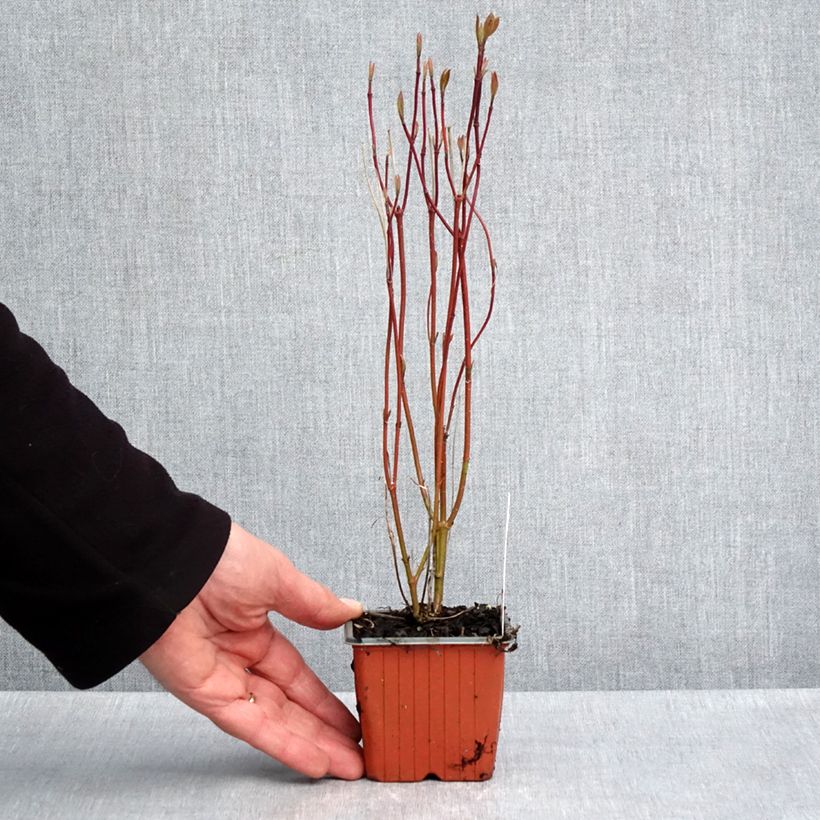 Exemplaar van Cornus alba Neon Burst - Witte kornoelje Kweekpotje van 8/9 cm zoals geleverd in de lente