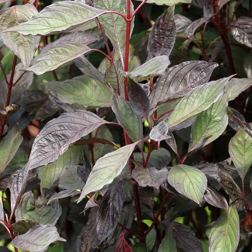 Cornus alba Nightfall - Witte kornoelje (Blad)