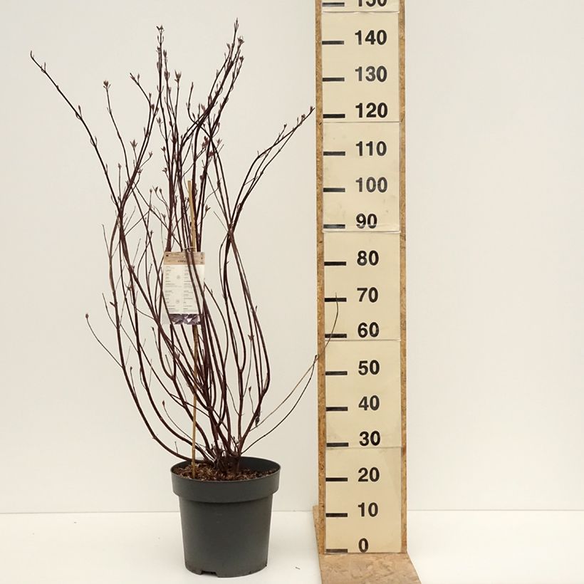 Exemplaar van Cornus alba Nightfall - Witte kornoelje Pot van 12 l/15 l zoals geleverd in de lente