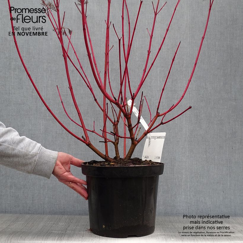 Exemplaar van Cornus alba Siberian Pearls - Witte kornoelje Pot van 7,5 l/10 l zoals geleverd in de herfst