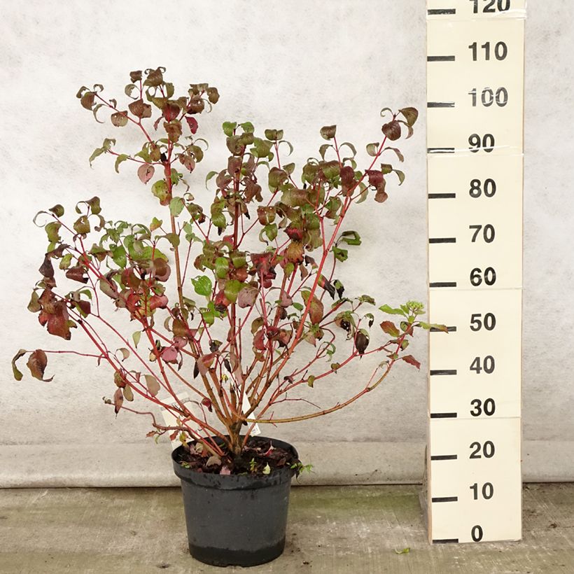 Exemplaar van Cornus alba Siberian Pearls - Witte kornoelje Pot van 7,5 l/10 l zoals geleverd in de zomer