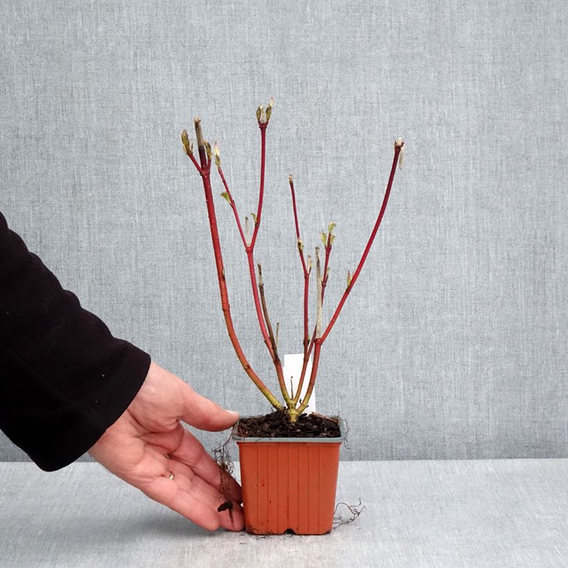 Exemplaar van Cornus alba Sibirica - Witte kornoelje Kweekpotje van 8/9 cm zoals geleverd in de lente