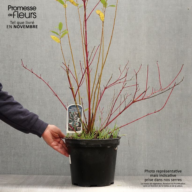 Exemplaar van Cornus alba Sibirica Variegata - Witte kornoelje Pot van 7,5 l/10 l zoals geleverd in de herfst