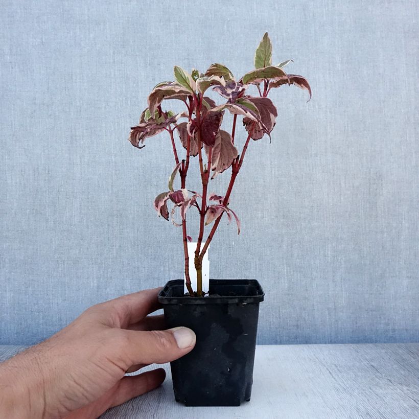 Exemplaar van Cornus alba Sibirica Variegata - Witte kornoelje Kweekpotje van 8/9 cm zoals geleverd in de zomer