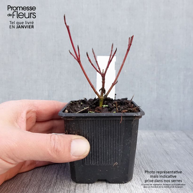 Example of Cornus alba Sibirica Variegata - Witte kornoelje Kweekpotje van 8/9 cm as you get in hiver