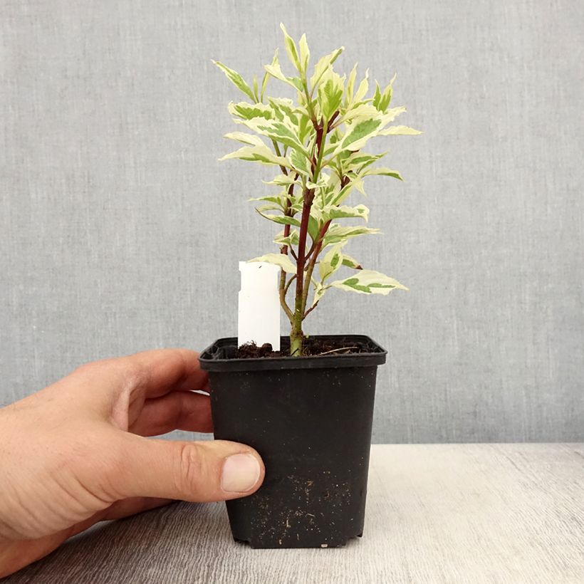 Exemplaar van Cornus alba Sibirica Variegata - Witte kornoelje Kweekpotje van 8/9 cm zoals geleverd in de lente