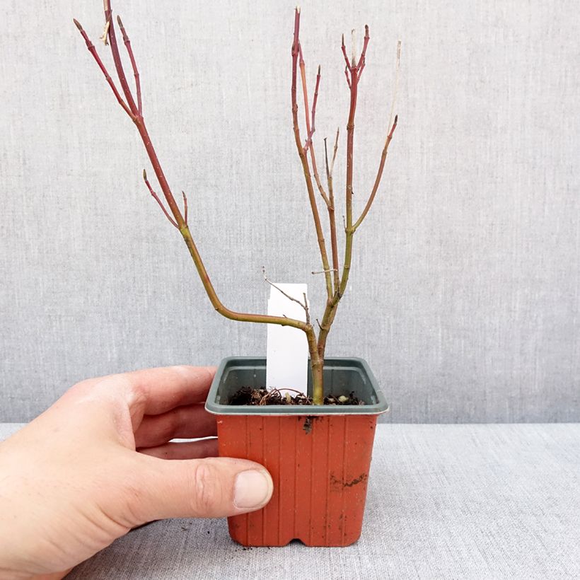 Example of Cornus alba Spaethii - Cornouiller blanc à feuillage panaché Kweekpotje van 8/9 cm as you get in hiver