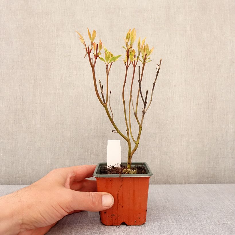 Exemplaar van Cornus alba Spaethii - Witte kornoelje Kweekpotje van 8/9 cm zoals geleverd in de lente