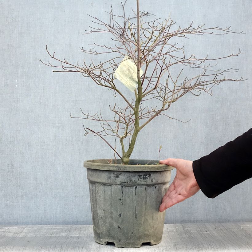 Exemplaar van Cornus alternifolia Argentea - Pagodekornoelje Pot van 12 l/15 l zoals geleverd in de herfst