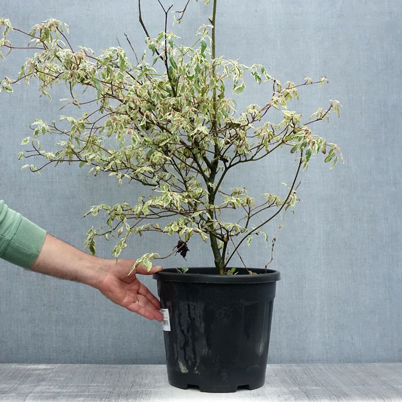 Exemplaar van Cornus alternifolia Argentea - Pagodekornoelje Pot van 12 l/15 l zoals geleverd in de zomer
