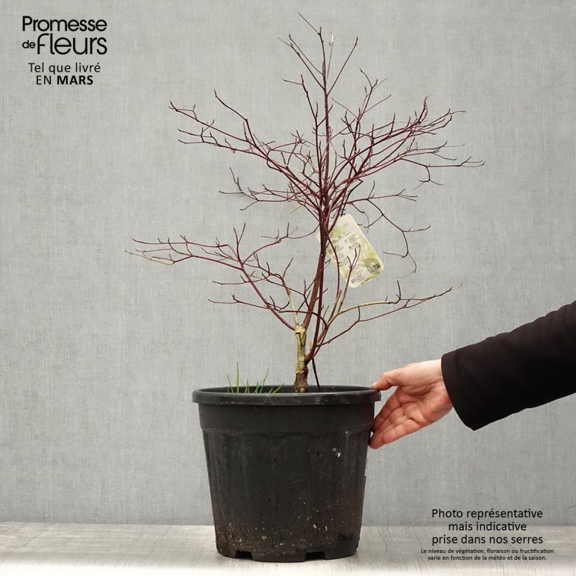 Exemplaar van Cornus alternifolia Argentea - Pagodekornoelje Pot van 12 l/15 l zoals geleverd in de lente