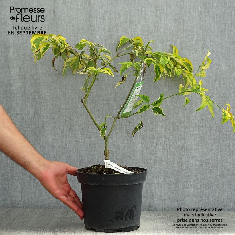 Exemplaar van Cornus alternifolia Golden Shadows biologisch - Pagodekornoelje Pot van 4 l/5 l zoals geleverd in de zomer
