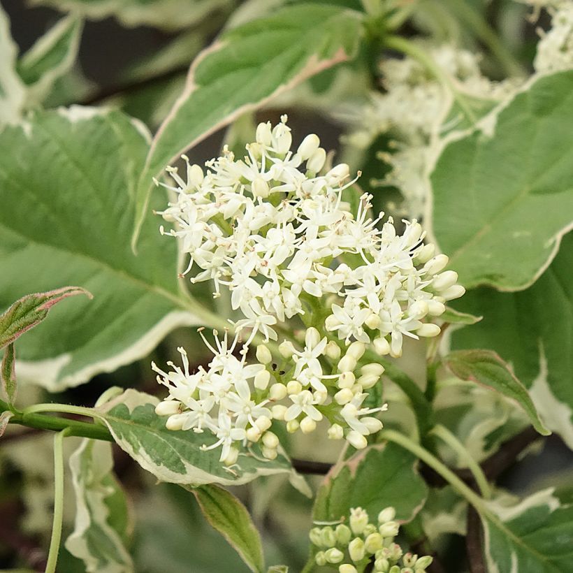 Cornus alternifolia Pinky Spots - Pagodekornoelje (Bloei)