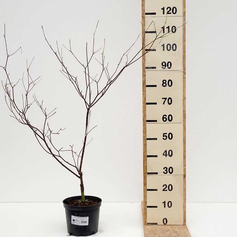 Example of Cornus alternifolia Silver Giant - Cornouiller à feuilles alternes Pot van 4 l/5 l as you get in printemps