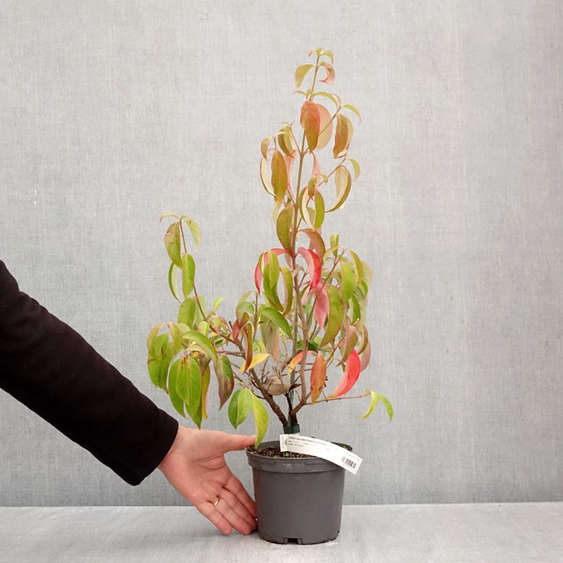 Exemplaar van Cornus angustata Empress of China - Chinese kornoelje Pot van 2 l/3 l zoals geleverd in de herfst
