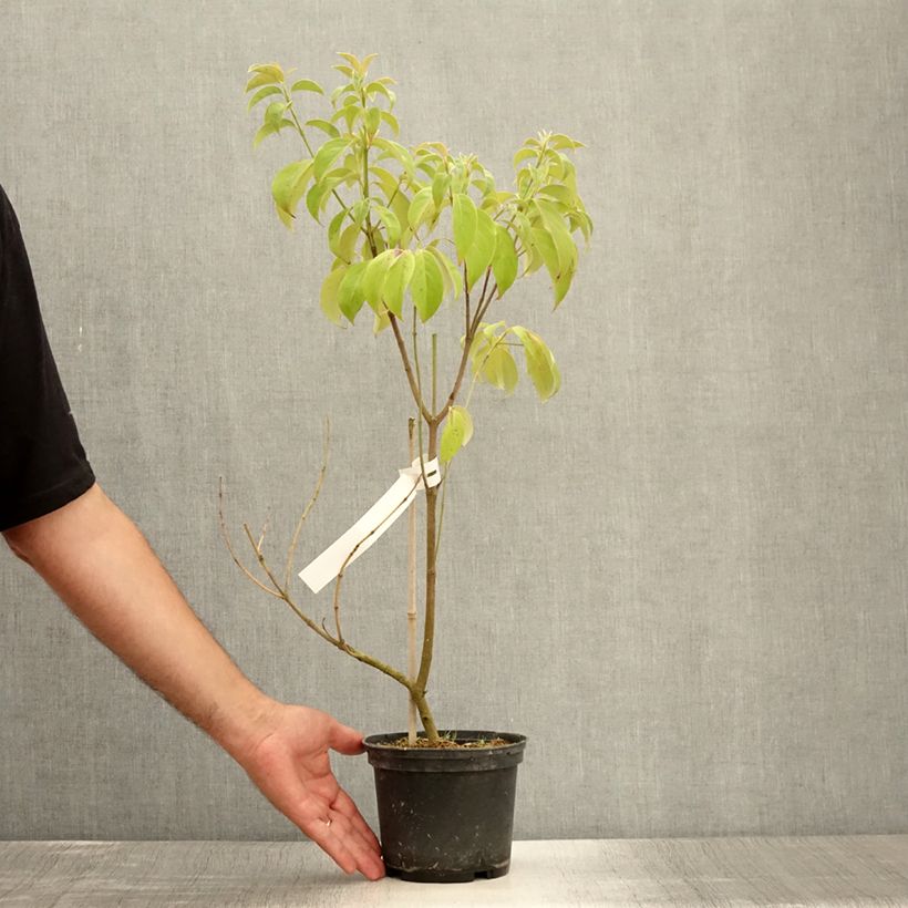 Exemplaar van Cornus angustata Empress of China - Chinese kornoelje Pot van 2 l/3 l zoals geleverd in de zomer