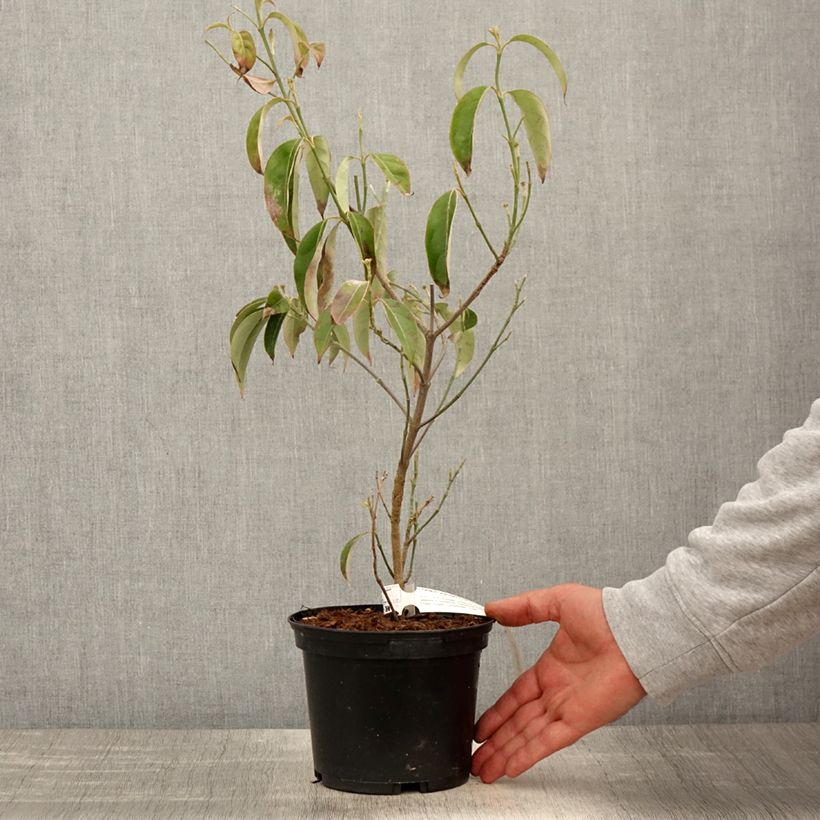 Exemplaar van Cornus angustata Empress of China - Chinese kornoelje Pot van 2 l/3 l zoals geleverd in de lente