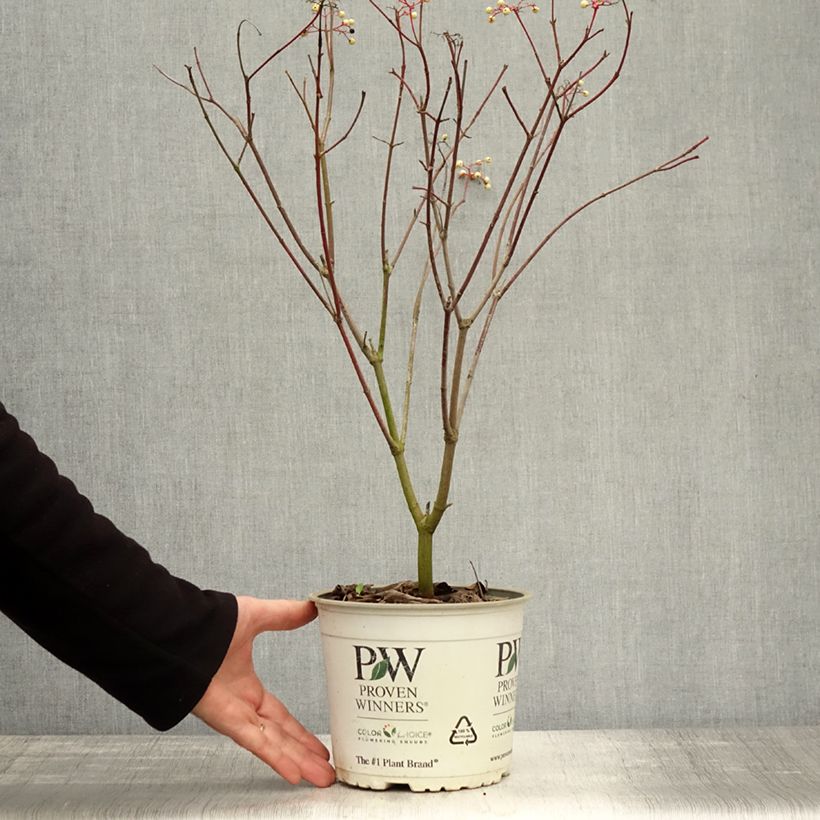 Exemplaar van Cornus asperifolia drummondii Sunshiny Drops - Koernoelje Pot van 2 l/3 l zoals geleverd in de herfst