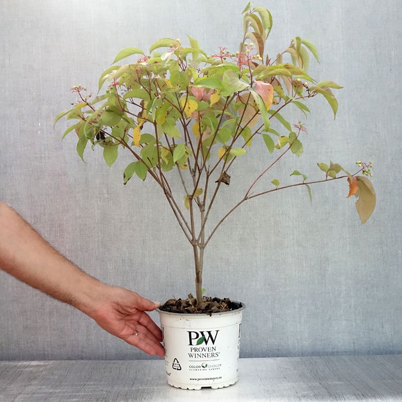 Exemplaar van Cornus asperifolia drummondii Sunshiny Drops - Koernoelje Pot van 2 l/3 l zoals geleverd in de zomer