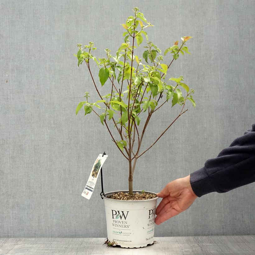 Exemplaar van Cornus asperifolia drummondii Sunshiny Drops - Koernoelje Pot van 2 l/3 l zoals geleverd in de lente