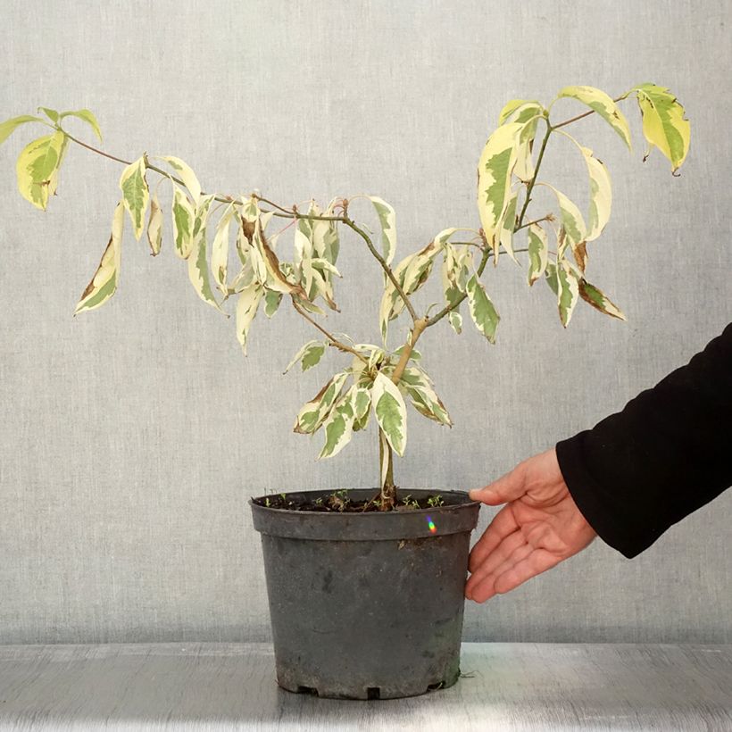 Exemplaar van Cornus controversa Gold Star - Cornouiller des Pagodes Pot de 4L/5L zoals geleverd in de herfst