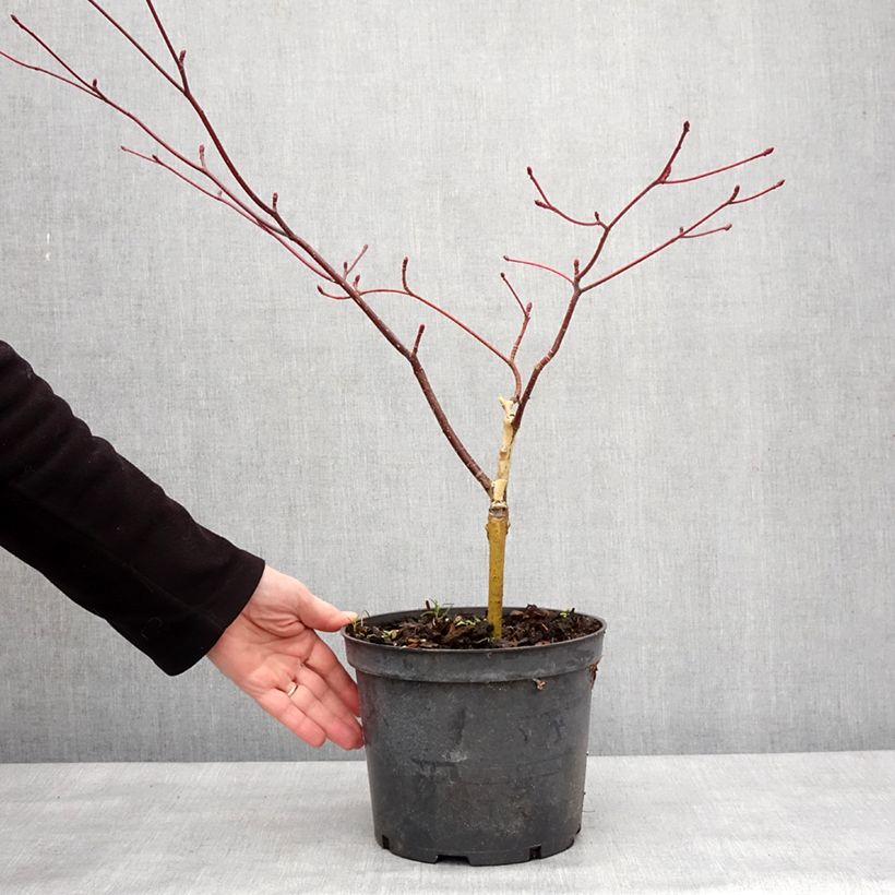 Example of Cornus controversa Gold Star - Cornouiller des Pagodes Pot van 4 l/5 l as you get in hiver