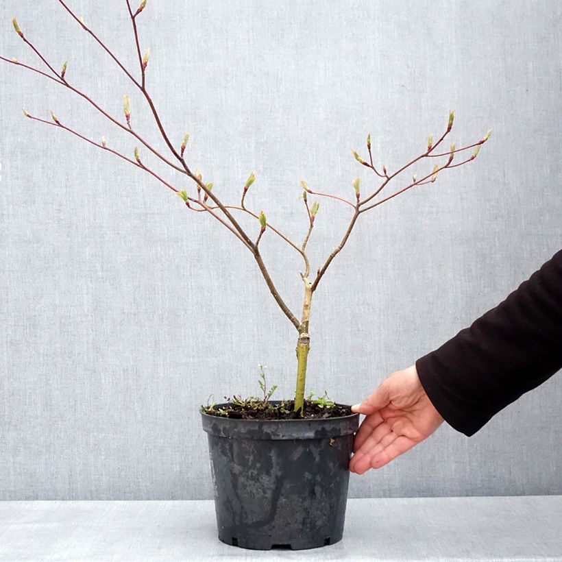 Exemplaar van Cornus controversa Gold Star - Reuzenkornoelje Pot van 4 l/5 l zoals geleverd in de lente