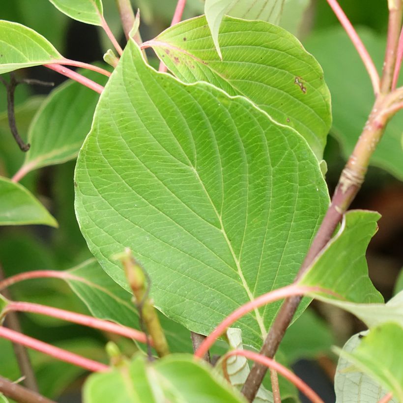 Cornus controversa Green Carpet - Reuzenkornoelje (Blad)