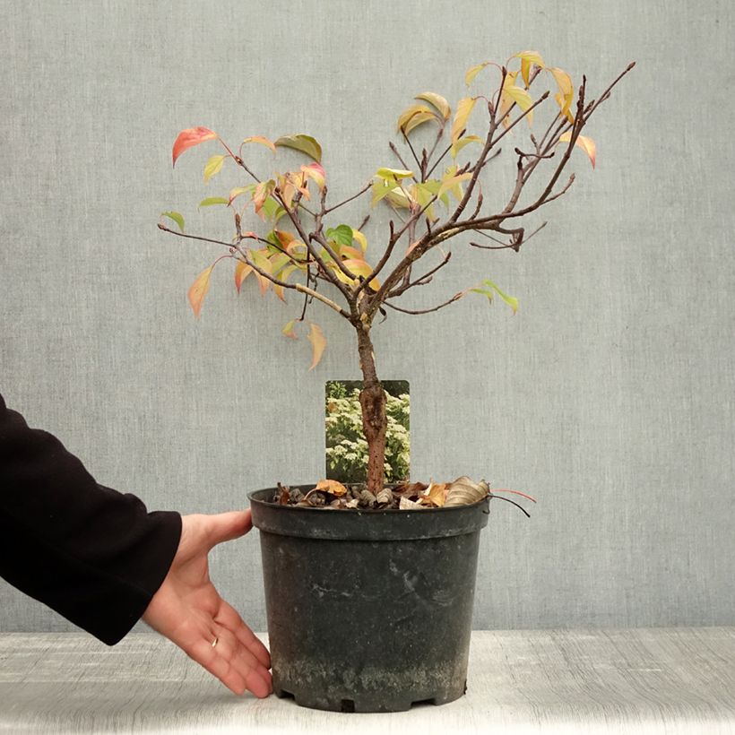 Exemplaar van Cornus controversa Green Carpet - Cornouiller des Pagodes Pot de 4L/5L zoals geleverd in de herfst